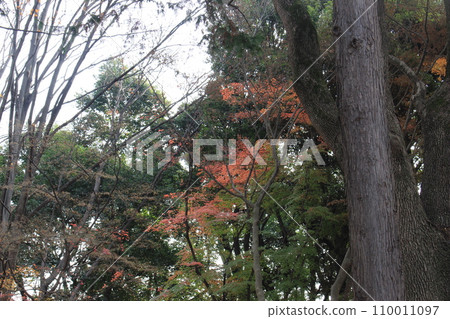 我在衣田公園散步 110011097