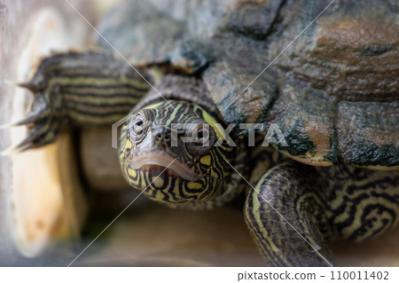 Close up on turtle head 110011402