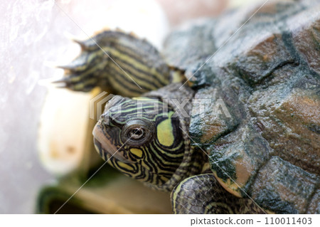Close up on turtle head 110011403