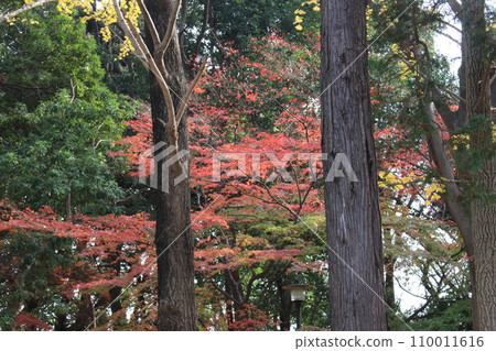 I walked in Kinuta Park 110011616