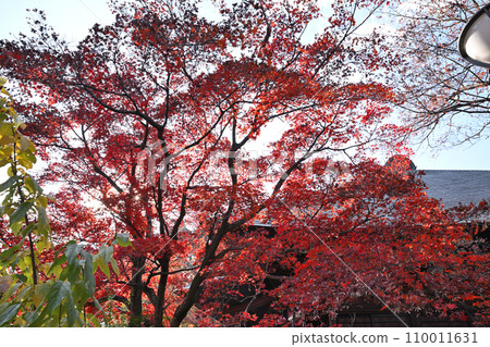 Tamonin Bishamondo Autumn leaves scenery Tokorozawa City Tamonin Bishamondo Autumn leaves scenery Tokorozawa City 110011631