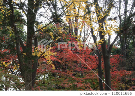 I walked in Kinuta Park I walked in Kinuta Park 110011696