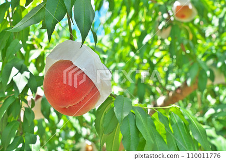 [Peach field of Togenkyo (Peach field of Arakawa)] Momoyama-cho, Kinokawa City, Wakayama Prefecture 110011776