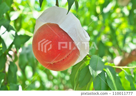 [Peach field of Togenkyo (Peach field of Arakawa)] Momoyama-cho, Kinokawa City, Wakayama Prefecture 110011777