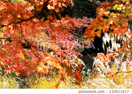 河口湖周圍的秋葉 110011817