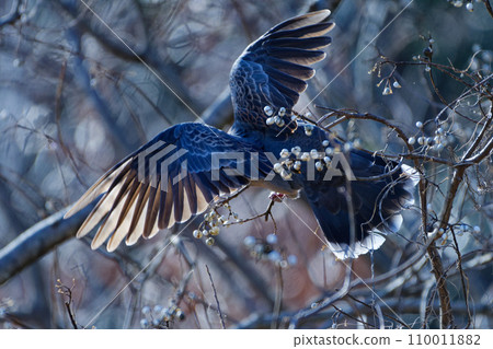 一隻斑鳩正在覓食漿果 110011882