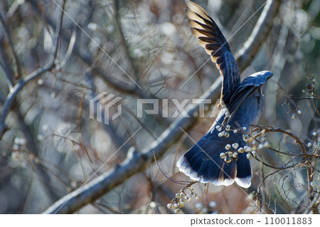 一隻斑鳩正在覓食漿果 110011883