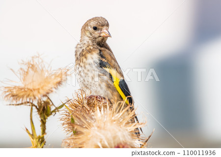 European goldfinch with juvenile plumage, feeding on the seeds of thistles. Carduelis carduelis. 110011936