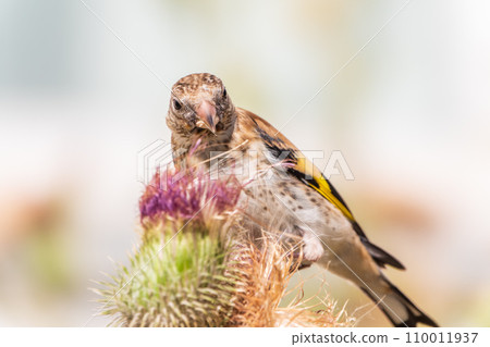 European goldfinch with juvenile plumage, feeding on the seeds of thistles. Carduelis carduelis. 110011937