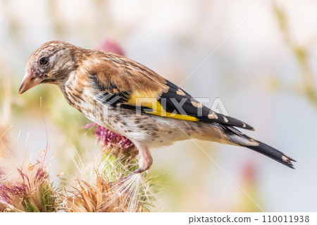 European goldfinch with juvenile plumage, feeding on the seeds of thistles. Carduelis carduelis. 110011938