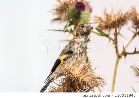 European goldfinch with juvenile plumage, feeding on the seeds of thistles. Carduelis carduelis. European goldfinch with juvenile plumage, feeding on the seeds of thistles. Carduelis carduelis. 110011943