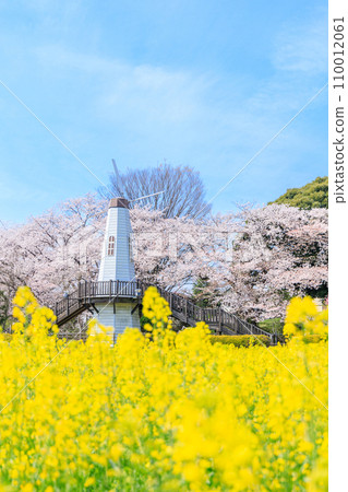 "Saitama Prefecture" Miharashi Park's windmill and rape blossom field Saitama City 110012061