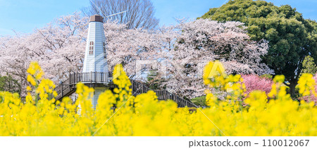 「埼玉縣」三晴公園的風車和油菜花田 埼玉市 110012067