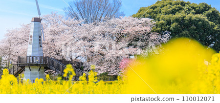"Saitama Prefecture" Miharashi Park's windmill and rape blossom field Saitama City "Saitama Prefecture" Miharashi Park's windmill and rape blossom field Saitama City 110012071