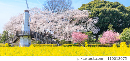 「埼玉縣」三晴公園的風車和油菜花田 埼玉市 110012075