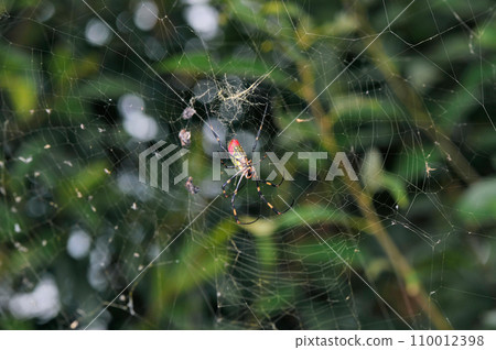 Jorou spider's nest (Izumi City, Kagoshima Prefecture) Jorou spider's nest (Izumi City, Kagoshima Prefecture) 110012398