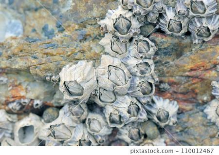 A type of barnacle (Ishigaki Island, Okinawa Prefecture) A type of barnacle (Ishigaki Island, Okinawa Prefecture) 110012467