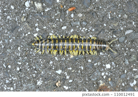 A type of millipede (Okayama Prefecture, Niimi City) 110012491