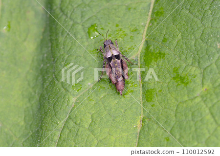 Harahisi locust (Hokkaido, Sounkyo) 110012592