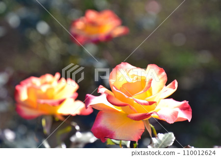 Red and yellow roses are blooming in the rose garden 110012624