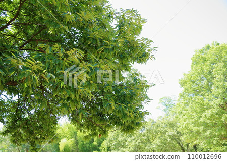 Fruit of Iegagri 110012696