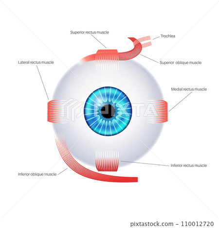 Extraocular muscles anatomy Extraocular muscles anatomy 110012720