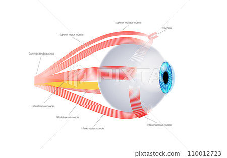 Extraocular muscles anatomy 110012723