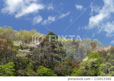 Gozenyama in early spring. The original landscape of Ibaraki's satoyama is a beautiful contrast between fresh greenery and pale pink wild cherry blossoms. Gozenyama in early spring. The original landscape of Ibaraki's satoyama is a beautiful contrast between fresh greenery and pale pink wild cherry blossoms. 110013368