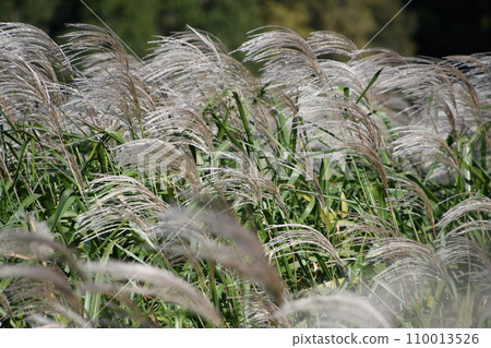 Susuki在風中搖曳 110013526