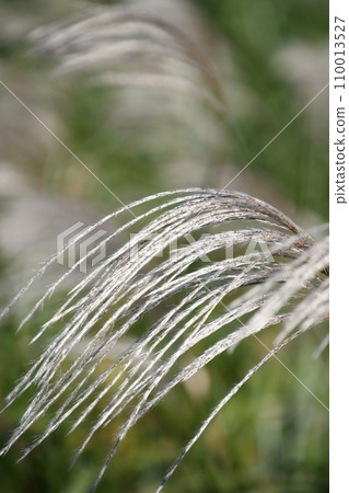 Susuki在風中搖曳 Susuki在風中搖曳 110013527