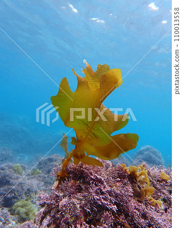 裙帶菜海藻 110013558