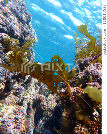 Seaweed grows in various places Seaweed grows in various places 110013582