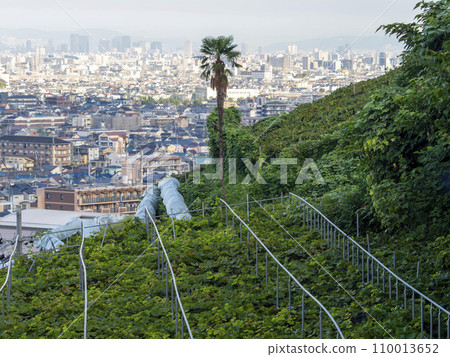 柏原市高尾山上的葡萄園和街景 110013652