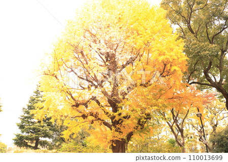 秋天的公園染成黃色 110013699