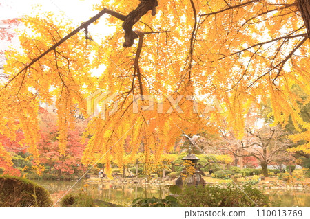 Autumn park dyed in yellow 110013769