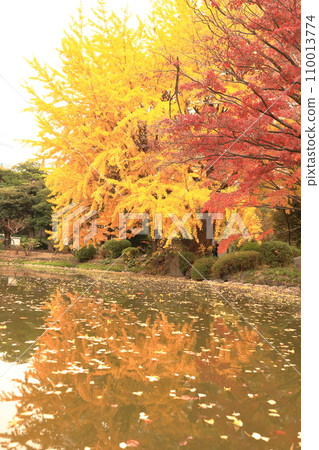 Autumn leaves reflected on the water Autumn leaves reflected on the water 110013774