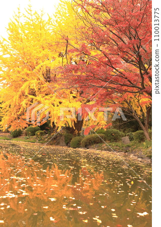 Autumn leaves reflected on the water Autumn leaves reflected on the water 110013775