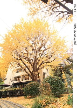 Autumn park dyed in yellow 110013781