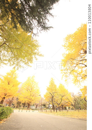 Autumn park dyed in yellow Autumn park dyed in yellow 110013804