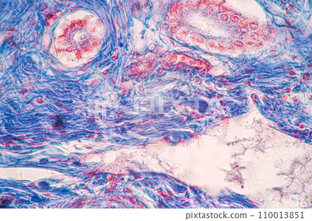 Structure of Tissue of Spleen Human, Liver Human and Kidney Human under the microscope in Lab. 110013851