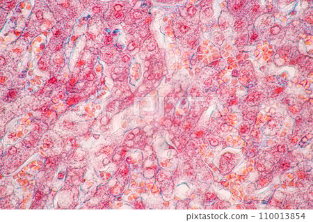 Structure of Tissue of Spleen Human, Liver Human and Kidney Human under the microscope in Lab. 110013854