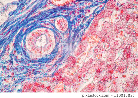 Structure of Tissue of Spleen Human, Liver Human and Kidney Human under the microscope in Lab. 110013855