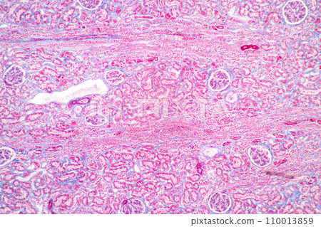 Structure of Tissue of Spleen Human, Liver Human and Kidney Human under the microscope in Lab. 110013859