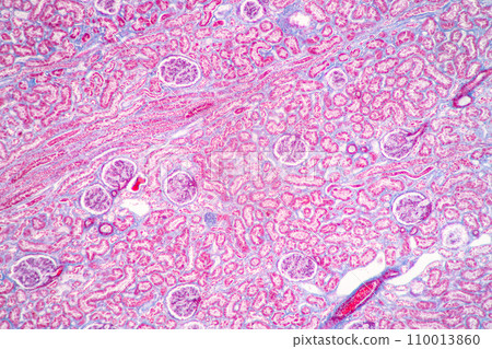 Structure of Tissue of Spleen Human, Liver Human and Kidney Human under the microscope in Lab. 110013860
