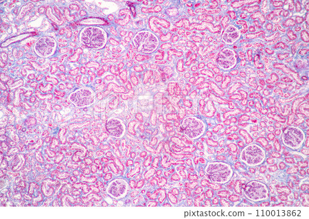 Structure of Tissue of Spleen Human, Liver Human and Kidney Human under the microscope in Lab. 110013862