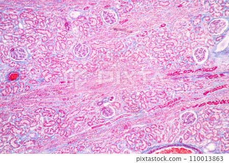 Structure of Tissue of Spleen Human, Liver Human and Kidney Human under the microscope in Lab. 110013863