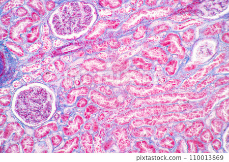 Structure of Tissue of Spleen Human, Liver Human and Kidney Human under the microscope in Lab. Structure of Tissue of Spleen Human, Liver Human and Kidney Human under the microscope in Lab. 110013869