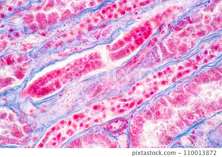 Structure of Tissue of Spleen Human, Liver Human and Kidney Human under the microscope in Lab. 110013872