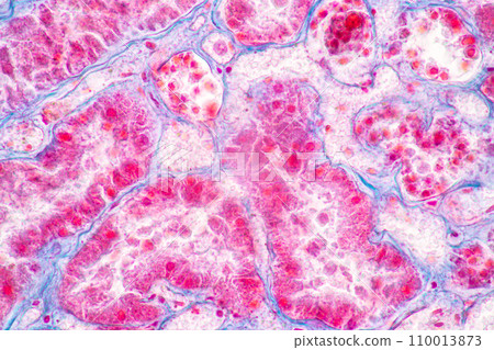 Structure of Tissue of Spleen Human, Liver Human and Kidney Human under the microscope in Lab. Structure of Tissue of Spleen Human, Liver Human and Kidney Human under the microscope in Lab. 110013873