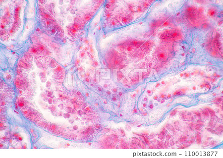 Structure of Tissue of Spleen Human, Liver Human and Kidney Human under the microscope in Lab. 110013877